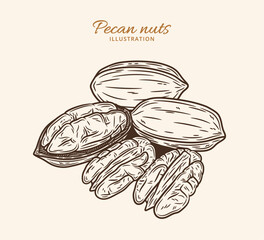 Vector pecan illustration. Shelled and cracked pecan nuts. Nut kernels and shells