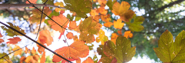 Yellow leaves in the forest
