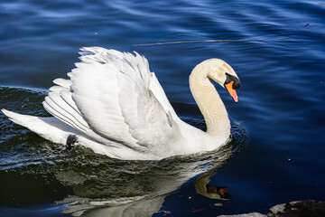 White swan swimming on lake