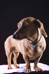 Obraz premium perro de raza, 