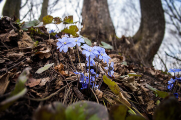 Hepatica nobilis, liverleaf flowers in the spring forest