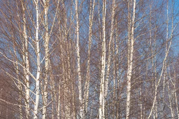 Papier Peint photo Bouleau spring forest, birch grove without leaves in April against a blue sky