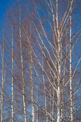 Papier Peint photo autocollant Bouleau spring forest, birch grove without leaves in April against a blue sky