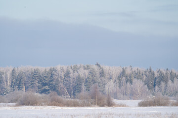 winter forest after a snowfall, sunny day, trees in the snow