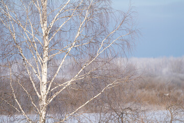 winter forest after a snowfall, sunny day, trees in the snow