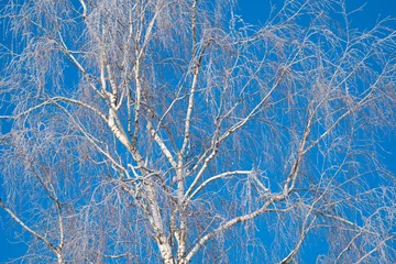 Afwasbaar Fotobehang Berkenbos spring forest, birch grove without leaves in April against a blue sky