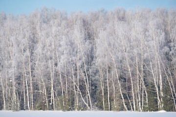 winter forest after a snowfall, sunny day, trees in the snow