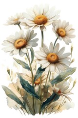 Fototapeta premium Vintage botanical illustrations of Chamomile, Crisp details on a solid white background, Subtle color gradients, Ink outlines, Victorian influence, HD clarity
