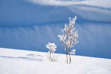 winter Sunny day, stems and branches of plants in a brilliant frosty frost, defocus light