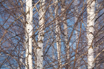 spring forest, birch grove without leaves in April against a blue sky