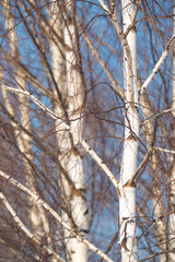 spring forest, birch grove without leaves in April against a blue sky