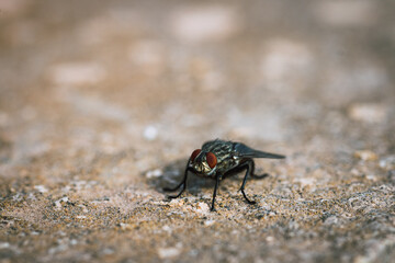 Macro of a Housefly on Textured Surface