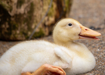 Crested Duck (Anas platyrhynchos domesticus) in North America