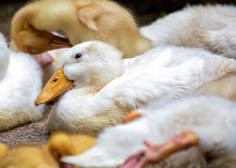 Crested Duck (Anas platyrhynchos domesticus) in North America