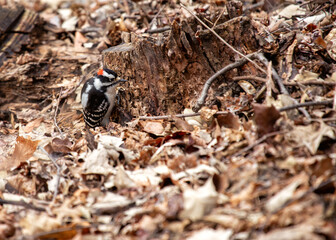 Downy Woodpecker (Dryobates pubescens) in Central Park, New York City