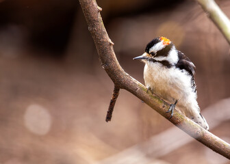 Fototapeta premium Downy Woodpecker (Dryobates pubescens) in Central Park, New York City