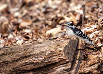 Downy Woodpecker (Dryobates pubescens) in Central Park, New York City