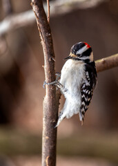 Naklejka premium Downy Woodpecker (Dryobates pubescens) in Central Park, New York City