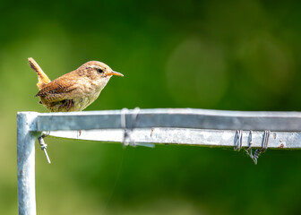 European Wren (Troglodytes troglodytes) in Phoenix Park, Dublin