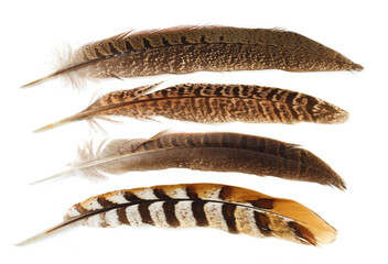 Set of different feathers isolated on white background - obrazy, fototapety, plakaty