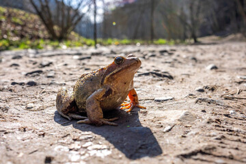 Ojców park koło Krakowa, Polska, 03.03.2024 - Parka w porannych promieniach wiosennego słońca.  Żaba zażywająca kąpieli słonecznej na dróżce.
