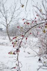 Frost on the plants on a winter day