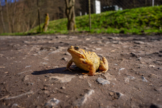 Ojc&oacute;w park koło Krakowa, Polska, 03.03.2024 - Parka w porannych promieniach wiosennego słońca.  Żaba zażywająca kąpieli słonecznej na dr&oacute;żce.