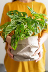 Close-up of a potted Monstera Adansonii plant.