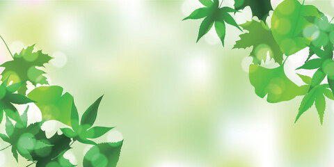 新緑　葉　もみじ　背景	