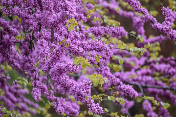 Purple blooming tree in spring