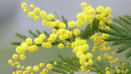 Yellow with green leafs on a off green background. The vibrant colors of mimosa flowers create feelings of happiness and optimism.