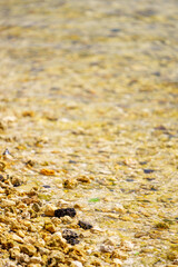 Shallow rock view in water shore