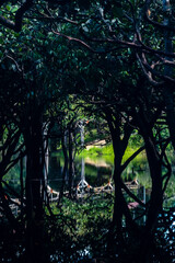 reflection of Amazonian trees on a lake