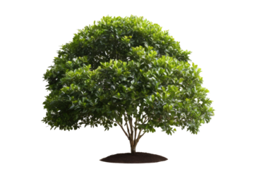 A high quality stock photograph of a single garden privet tree bush isolated on a white background