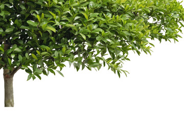 A high quality stock photograph of a single garden privet tree bush isolated on a white background - obrazy, fototapety, plakaty