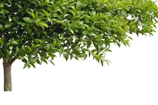 A high quality stock photograph of a single garden privet tree bush isolated on a white background