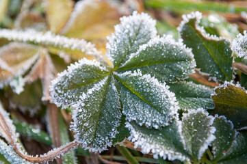 Frost on the plants on a winter day