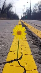 Yellow daisy thriving on a cracked road, symbol of hope