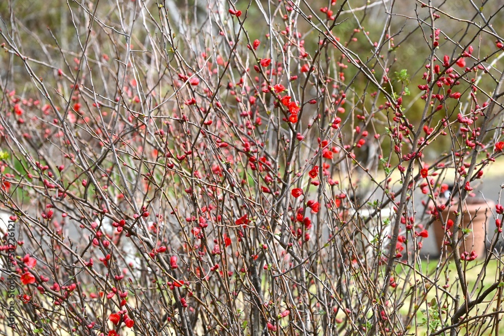 Wall mural Flowering quince ( Chaenomeles speciosa ) flowers. Rosaceae deciduous shrub. Blooms vermilion five-petaled flowers in spring. The fruit is used in crude medicine and fruit wine.