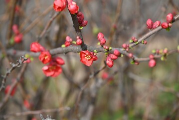Flowering quince ( Chaenomeles speciosa ) flowers. Rosaceae deciduous shrub. Blooms vermilion five-petaled flowers in spring. The fruit is used in crude medicine and fruit wine.