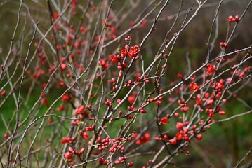 Flowering quince ( Chaenomeles speciosa ) flowers. Rosaceae deciduous shrub. Blooms vermilion five-petaled flowers in spring. The fruit is used in crude medicine and fruit wine.