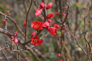 Flowering quince ( Chaenomeles speciosa ) flowers. Rosaceae deciduous shrub. Blooms vermilion five-petaled flowers in spring. The fruit is used in crude medicine and fruit wine.