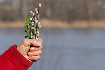 Spring composition with blooming willow twigs.Concept of the beginning of spring,spring awakening...