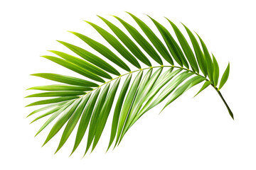 Vibrant Green Palm Leaf Isolated on White Background - obrazy, fototapety, plakaty