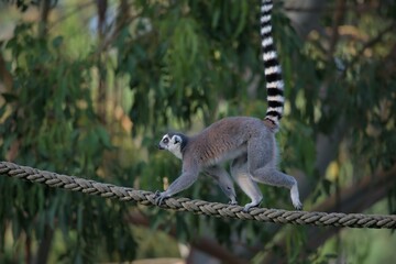 A ring tailed lemur on the rope