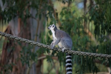 A ring tailed lemur on the rope