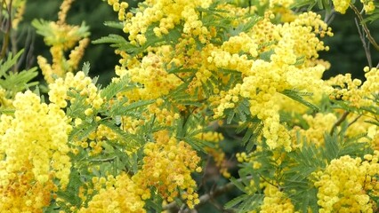 Yellow with green leafs. The vibrant colors of mimosa flowers create feelings of happiness and optimism.