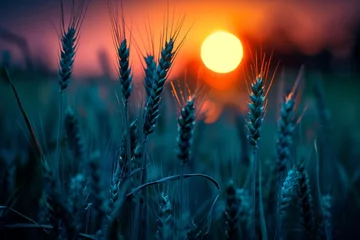 Poster A rural agricultural backdrop with a sunset close to a wheat field in summer © The Big L