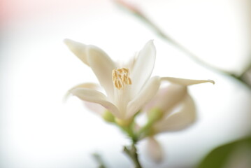 Flowers of lemon are blooming.