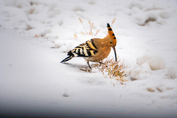 hoopoe on the snow. a hoopoe bird foraging in the snow. 